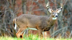Where do bucks go during hunting season?