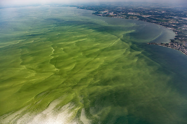 Look out for dangerous Summer algae blooms