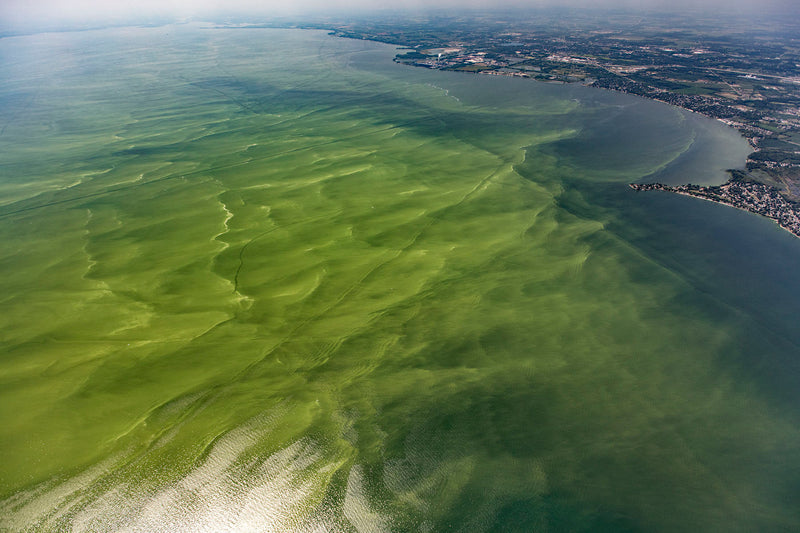 Look out for dangerous Summer algae blooms