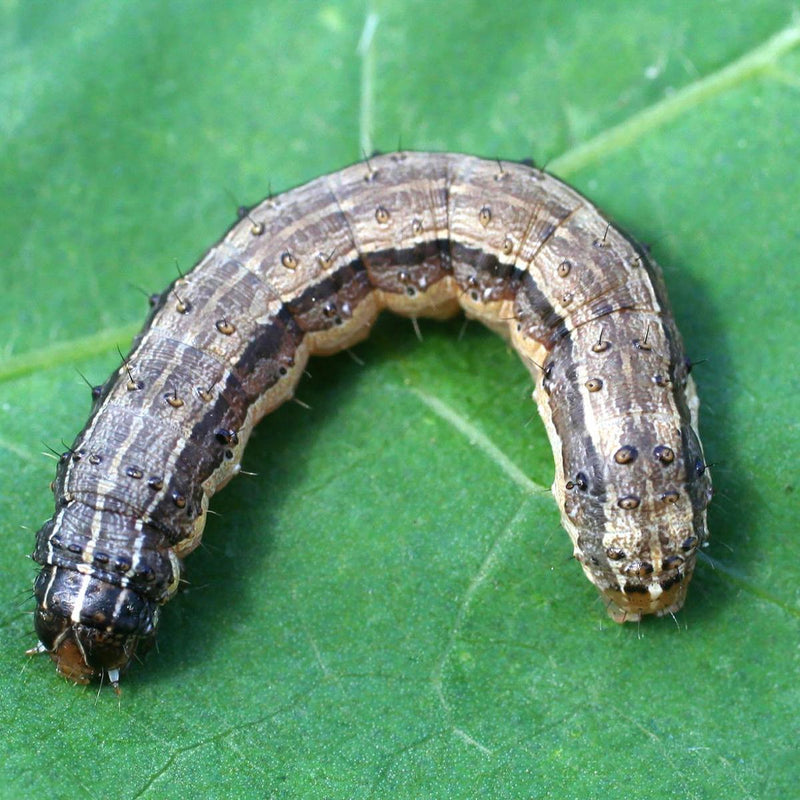 Fall Armyworms attacking Kentucky wheat beans