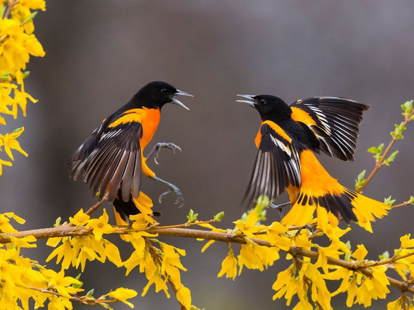 Keep wild birds safe from disease this fall and winter