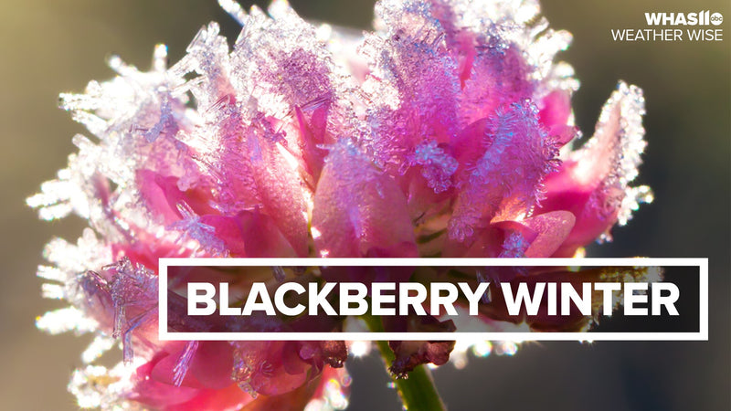 Bermudagrass falls victim to “Blackberry Winter”