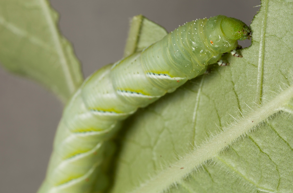 Caterpillars moving into lawns and pastures