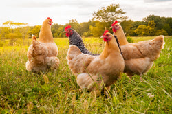 Safely handle backyard chickens