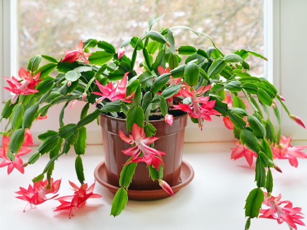 If treated right, Christmas Cactus will bloom for years