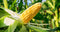 No tilling corn on corn in Nebraska