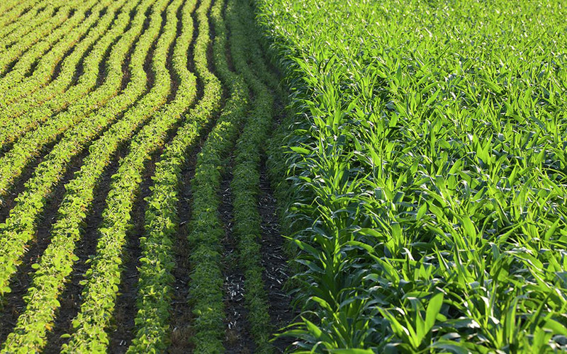 Corn and soybean cover crops can provide fall forage for cattle