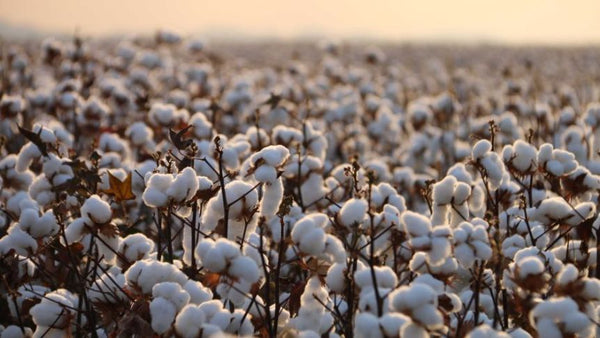 Arkansas cotton crop overcoming early season challenges
