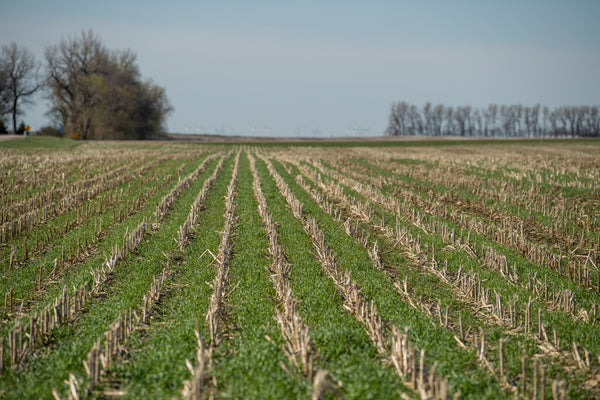 Cover Crops Make for Better Soil Nutrient Usage