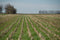 Cover Crops Make for Better Soil Nutrient Usage