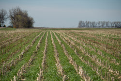 Midwest farmers continue to increase cover crops