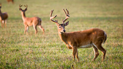 Backyard wildlife becoming a reality