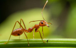 Fighting fire ants is serious business in Mississippi