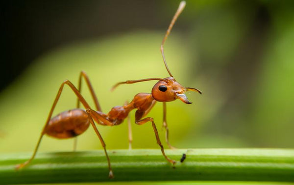 Fighting fire ants is serious business in Mississippi
