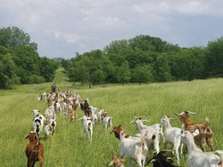 Purdue explores goat grazing for invasive species control