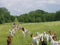 Purdue explores goat grazing for invasive species control