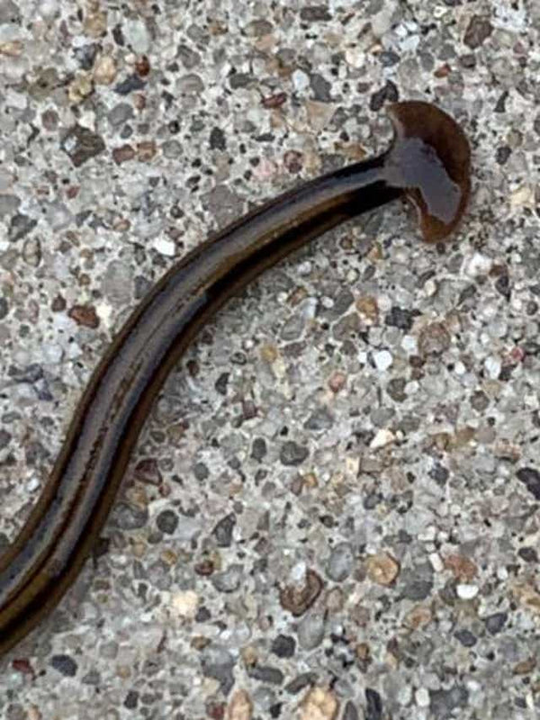 Arkansas: Hammerhead worms invade!