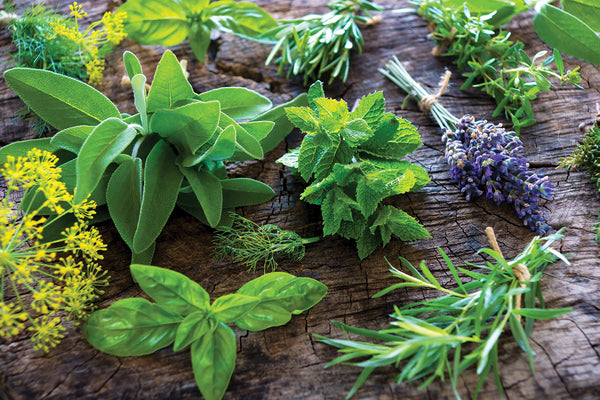 Herbs make for happy late season gardens