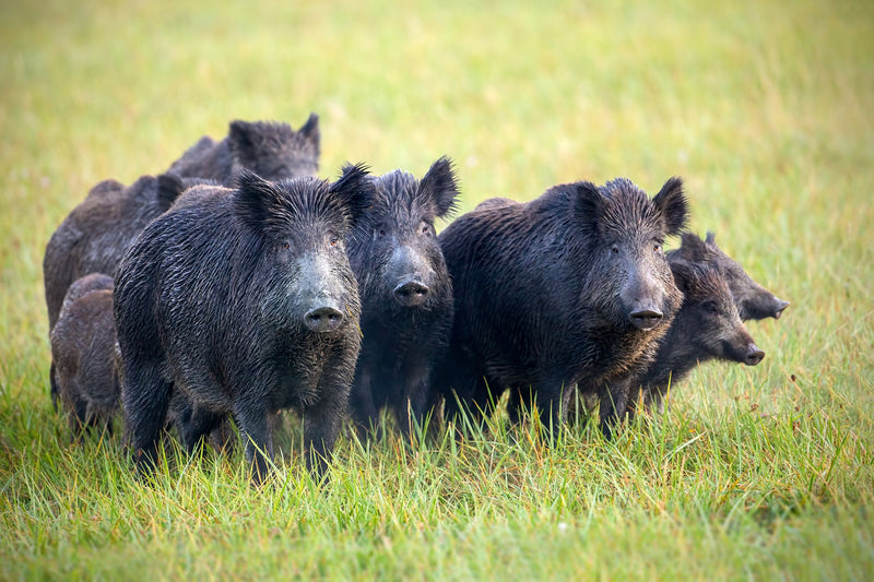 Wild hogs increasing their range and impact in Arkansas