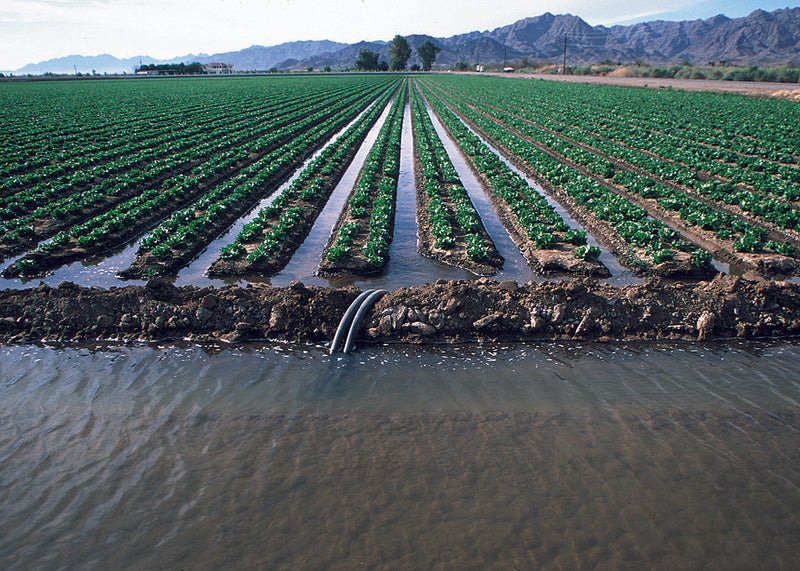 Arkansas Irrigation Yield Contest Open for Entries