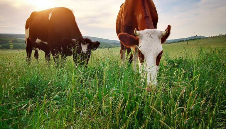 Avoid overgrazing cattle on pasture