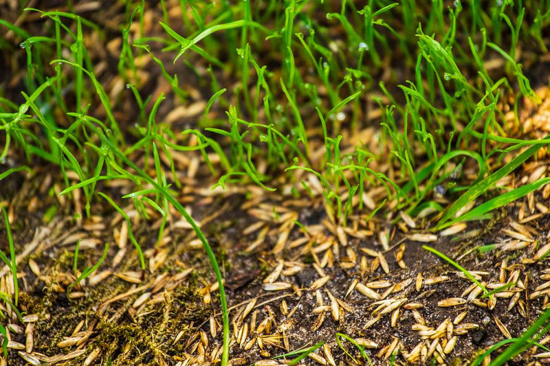 Overseeding is Key to Wet Pasture Recovery