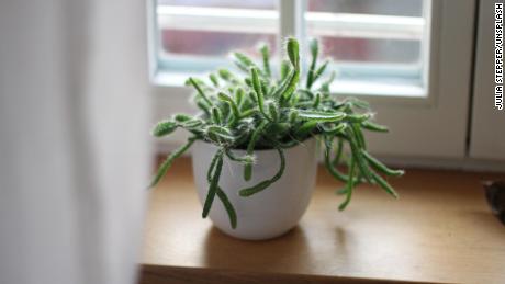 Houseplants keep gardeners busy in winter