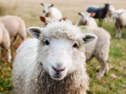 Arkansas to Study Mutual Benefits of Sheep and Shade Trees