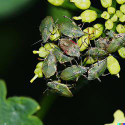 Never to early to plan the fight against tarnished plant bugs