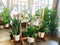 Let tropical plants winter indoors