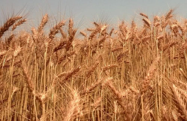 Arkansas winter wheat acres highest in years