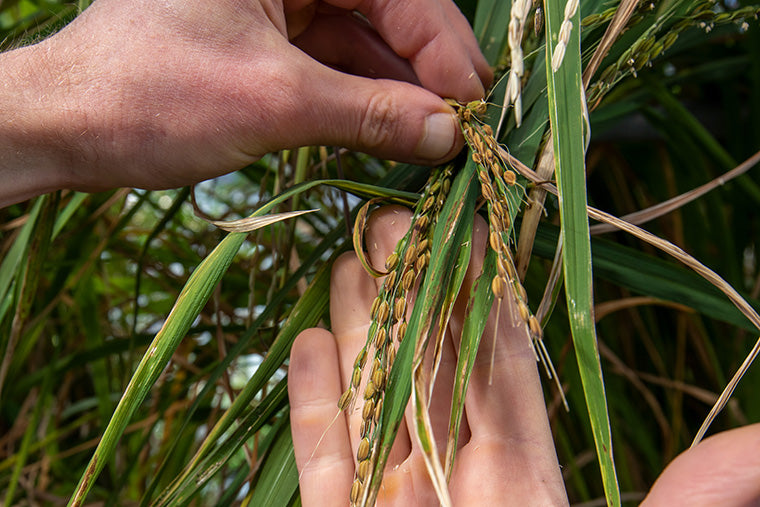 Weedy Rice Problems Grow in Arkansas