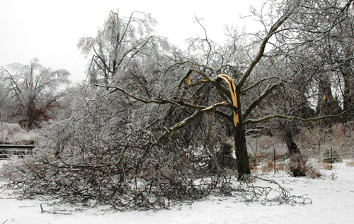 Helping damaged trees and shrubs recover from winter damage