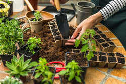Herb Growing Is a Good Choice for Beginning Gardeners