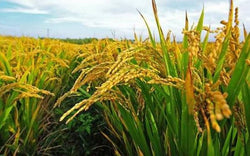 2021 Bringing Hope and Anticipation to Rice Trade