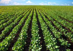 Soybean Markets Levelling Off After Steady Climb