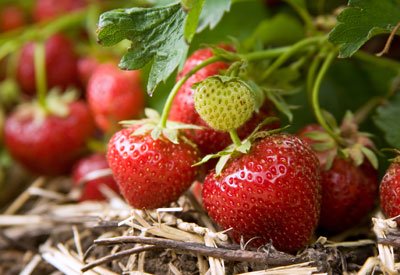 Nutrient testing makes for sweet strawberry crop Testing leaves